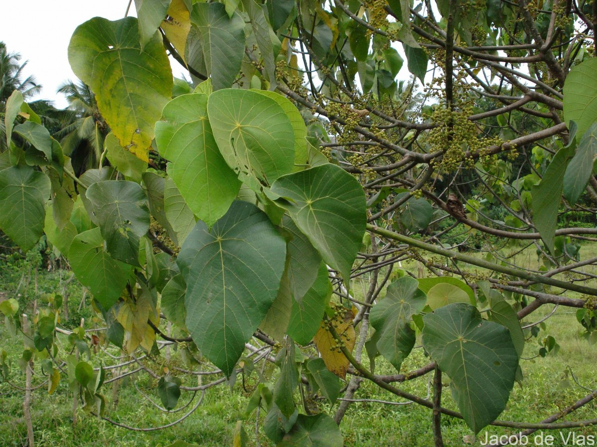 Macaranga peltata (Roxb.) Müll.Arg.